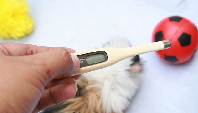 Body temperature of guinea pigs: how to measure what is considered normal