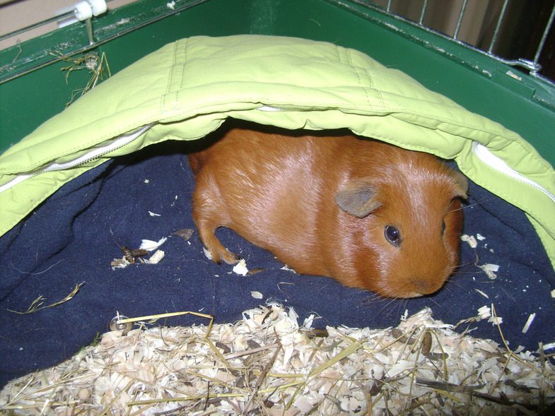 Body temperature of guinea pigs: how to measure what is considered normal