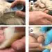 Why does a guinea pig lick its owner&#8217;s hands: reasons