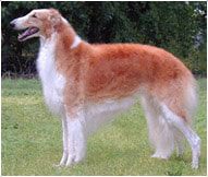 Borzoi dogs: breeds and features