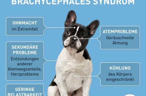 Brachiocephalic Syndrome in Dogs and Cats