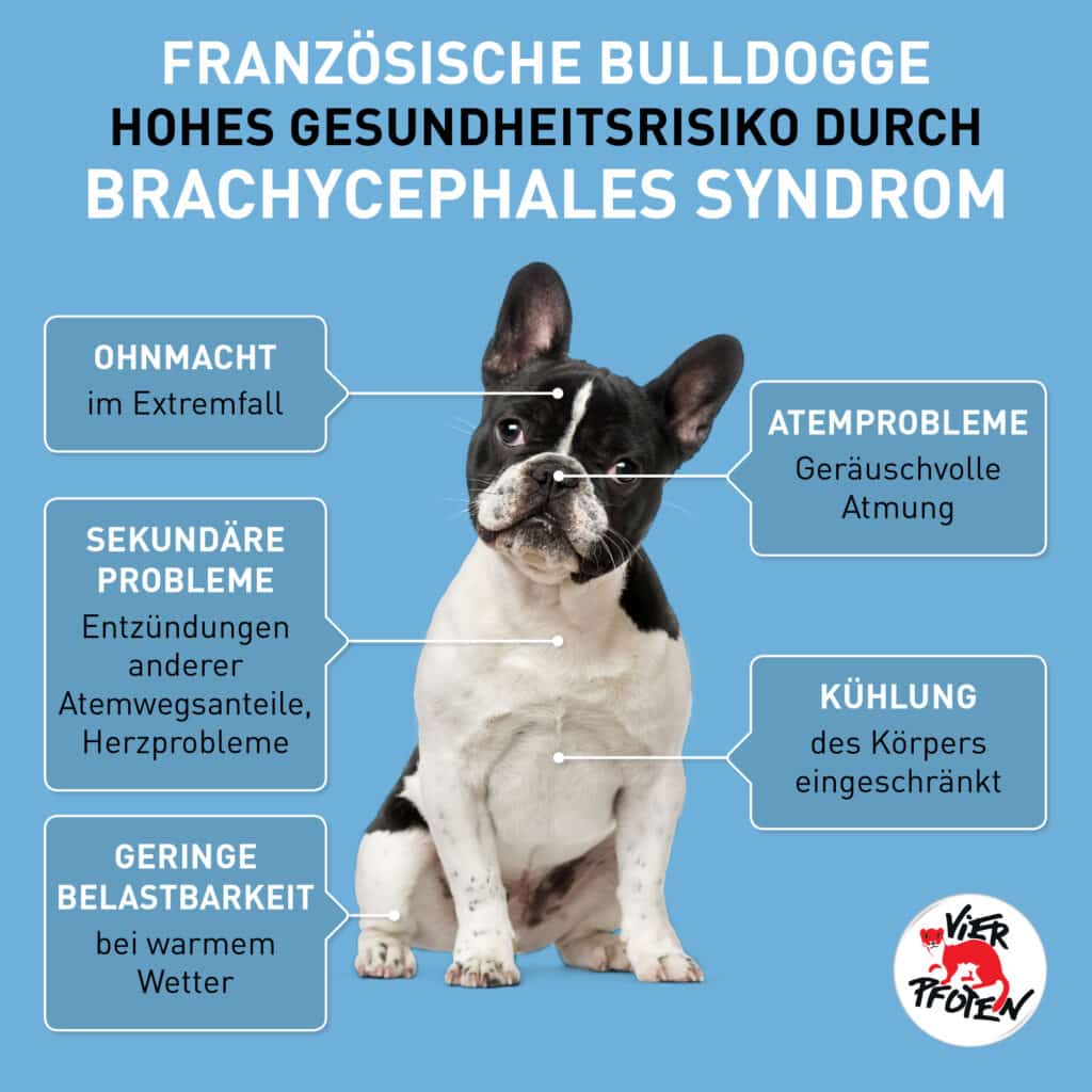 Brachiocephalic Syndrome in Dogs and Cats