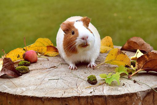 Branches of which trees can be given to guinea pigs