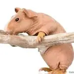 Branches of which trees can be given to guinea pigs