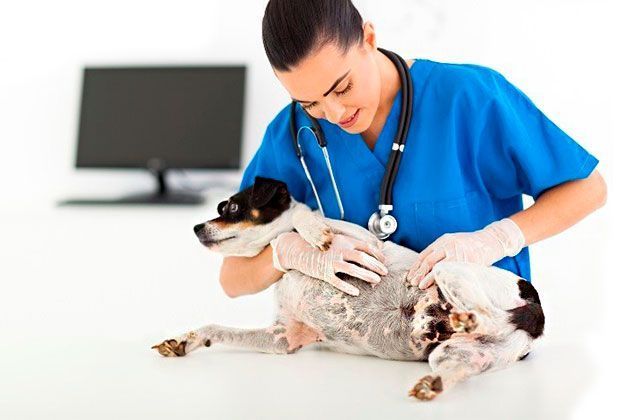 Breast tumors in dogs and cats