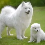 Breed of white fluffy dogs: pros and cons, description and characteristics