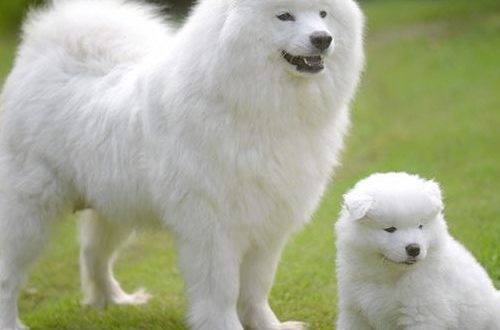 Breed of white fluffy dogs: pros and cons, description and characteristics