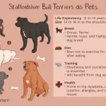 Breed Staffordshire Bull Terrier – description, colors, nutrition