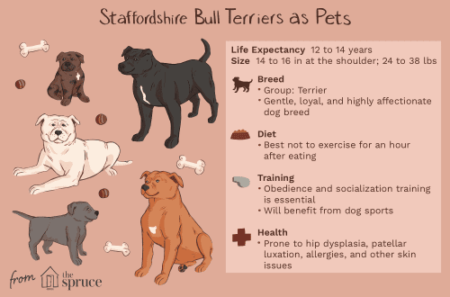 Breed Staffordshire Bull Terrier &#8211; description, colors, nutrition