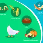 Breeding chickens, how to properly feed chickens and is it possible to give them bread