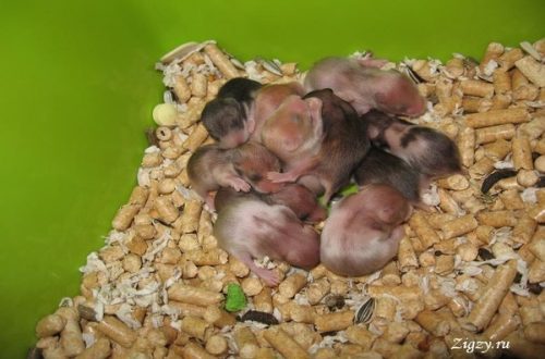 Breeding Djungarian hamsters at home: breeding and mating information