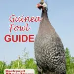 Breeding guinea fowl at home: maintenance, feeding and arrangement of the house