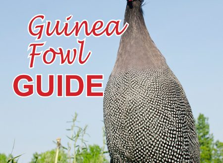 Breeding guinea fowl at home: maintenance, feeding and arrangement of the house
