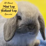 Breeding lop-eared dwarf rabbits