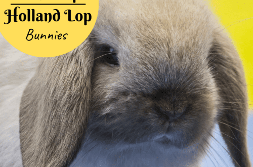 Breeding lop-eared dwarf rabbits
