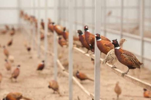 Breeding pheasants at home: how to breed chicks, build an aviary and feed the birds
