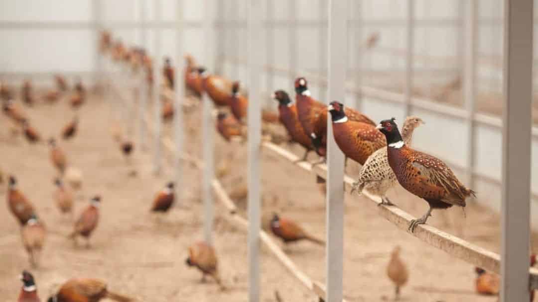 Breeding pheasants at home: how to breed chicks, build an aviary and feed the birds