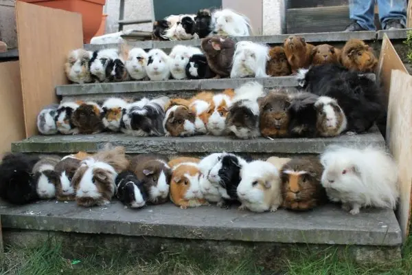 Breeds of guinea pigs with photos and names 