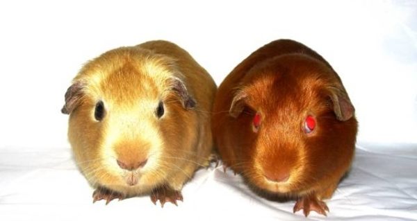 Breeds of guinea pigs with photos and names 