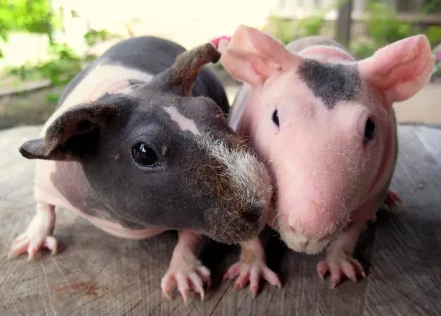 Breeds of guinea pigs with photos and names 