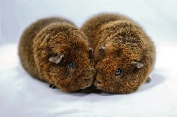 Breeds of guinea pigs with photos and names 