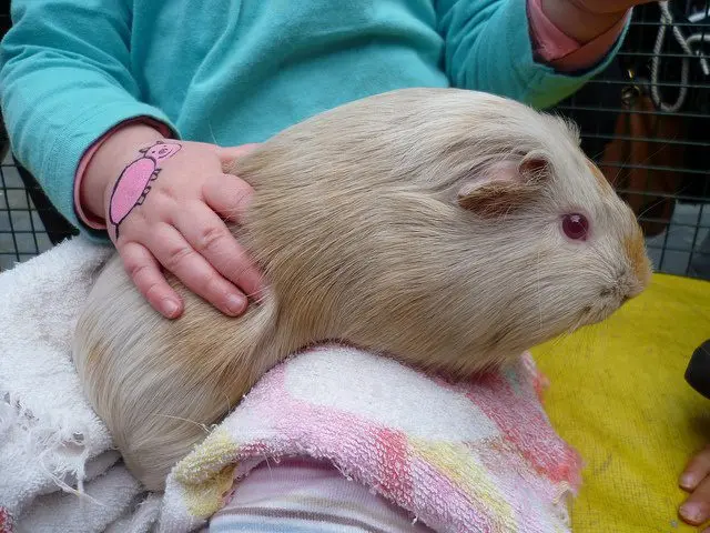 Breeds of guinea pigs with photos and names 