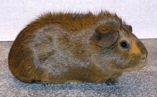 Breeds of guinea pigs with photos and names 