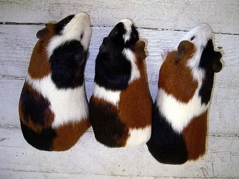 Breeds of guinea pigs with photos and names 