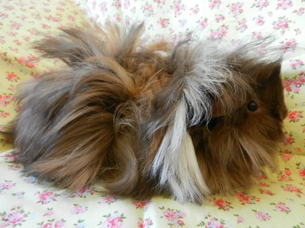 Breeds of guinea pigs with photos and names 