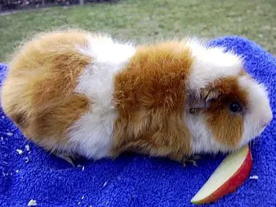 Breeds of guinea pigs with photos and names 