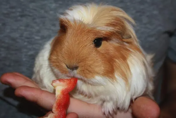 Breeds of guinea pigs with photos and names 