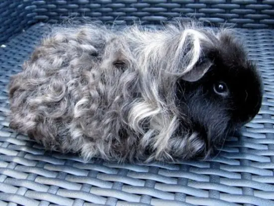 Breeds of guinea pigs with photos and names 