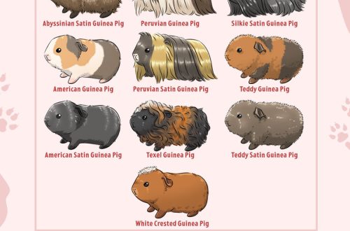 Breeds of guinea pigs with photos and names 