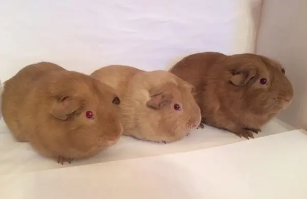 Breeds of guinea pigs with photos and names 