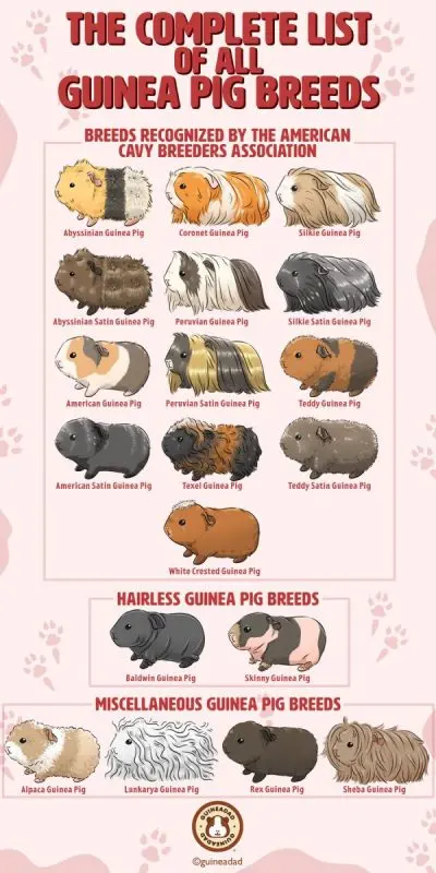 Breeds of guinea pigs with photos and names 