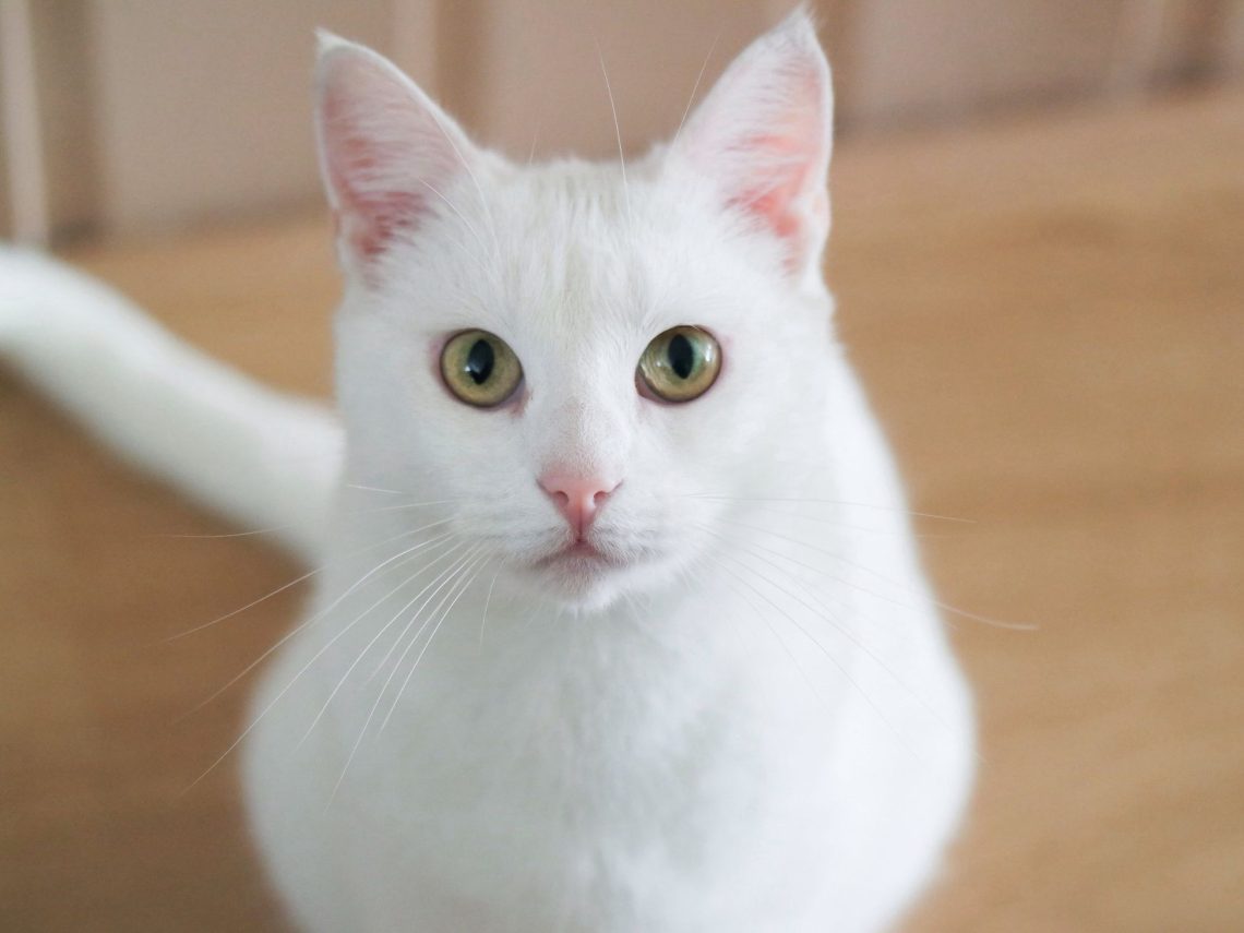 Breeds of white cats: overview and features