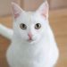 Black and white cats: facts and features