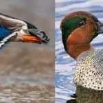 Breeds of wild French ducks: their features, habitat and lifestyle
