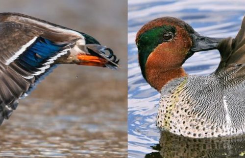 Breeds of wild French ducks: their features, habitat and lifestyle