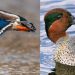 Features of growing and keeping conditions of Bashkir ducks, their possible diseases