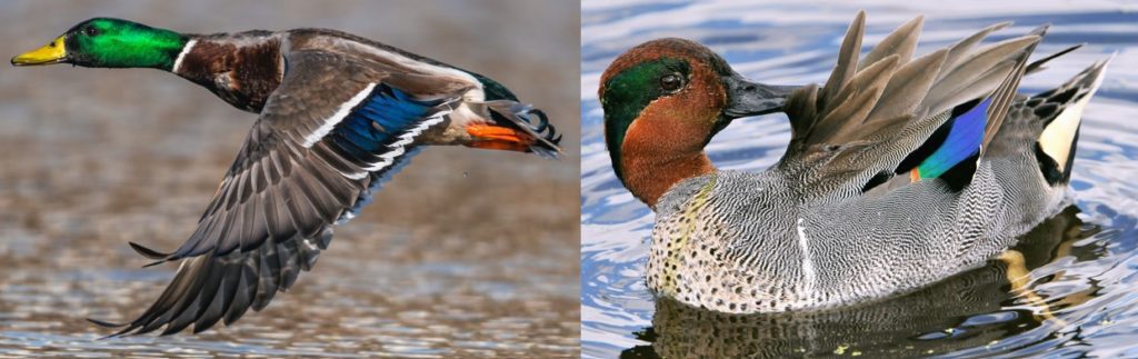 Breeds of wild French ducks: their features, habitat and lifestyle