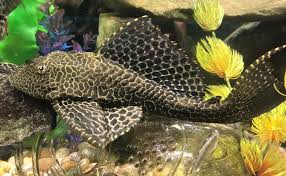 Brocade pterygoplicht - features of care and maintenance, compatibility with other fish and other features + photo