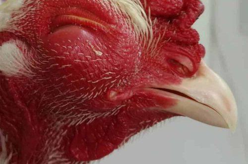 Broiler diseases: a description of their diseases, symptoms and methods of treatment
