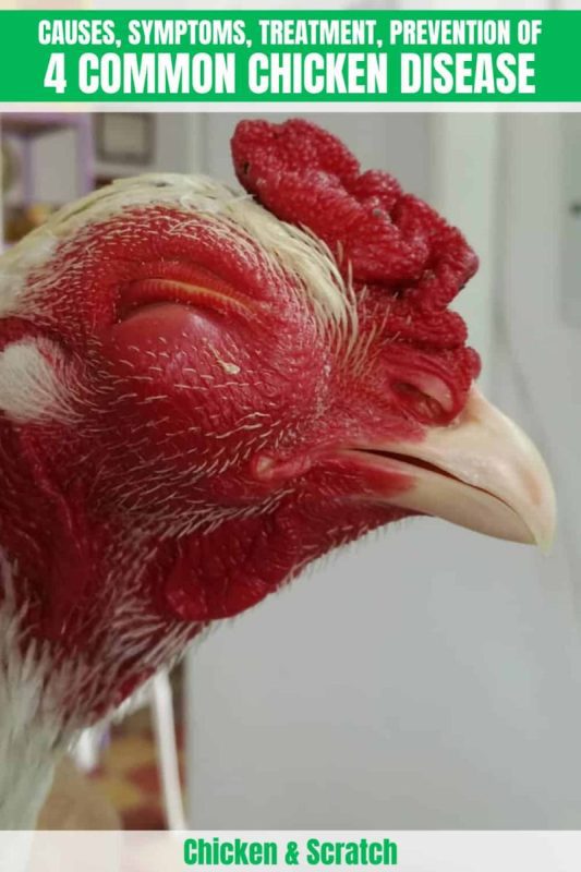 Broiler diseases: a description of their diseases, symptoms and methods of treatment