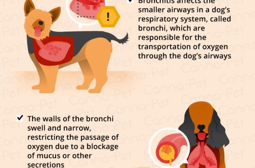 Bronchitis in a dog: symptoms and treatment