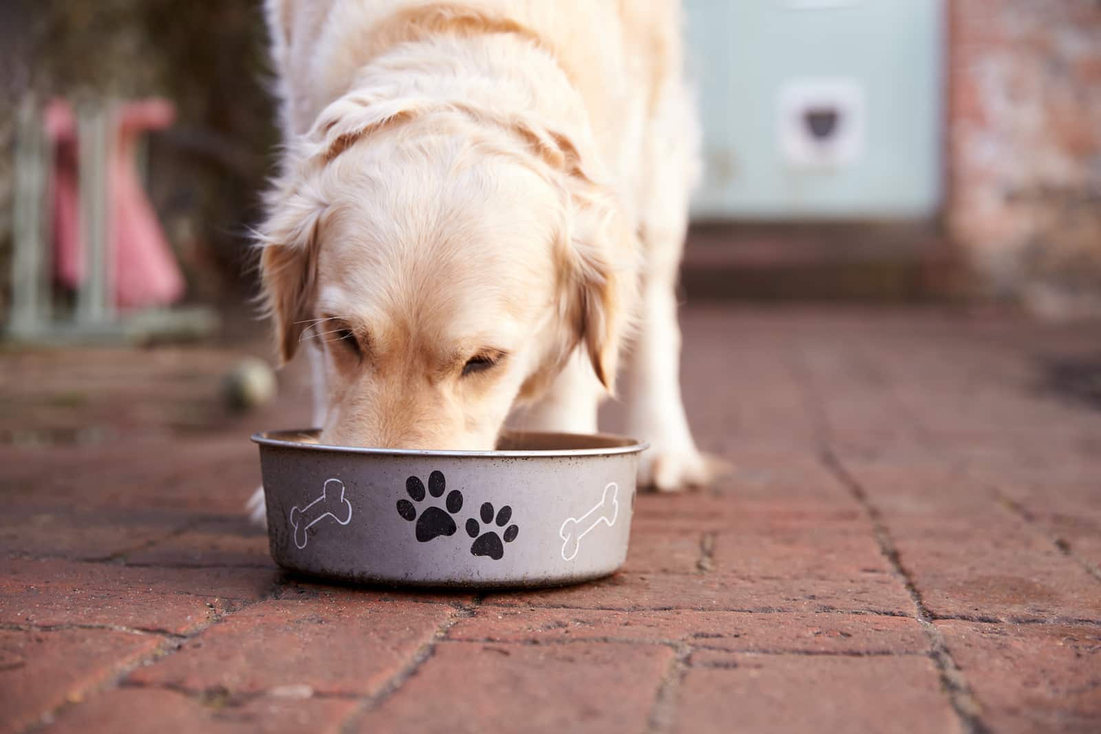 Brown rice for a dog: benefits and harms