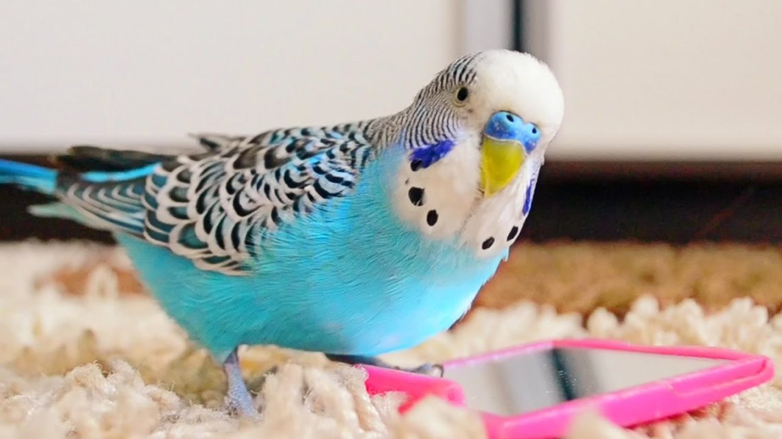 Budgerigars are musical birds: from listening to beautiful chirping and singing