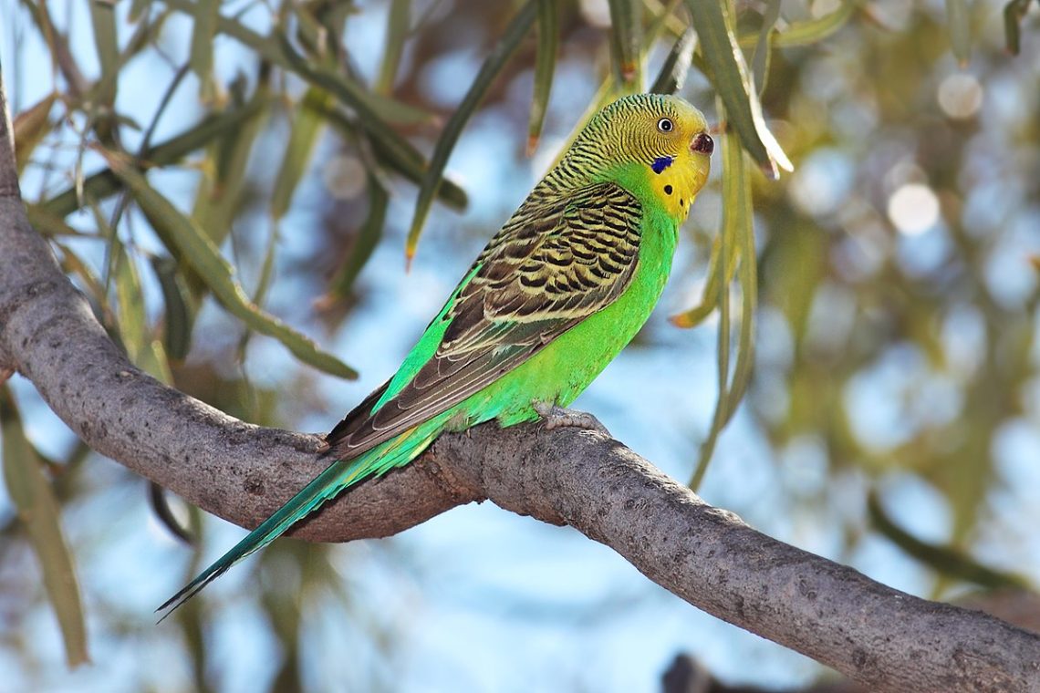 Budgerigars: domestication history, appearance, lifestyle and how to name a boy