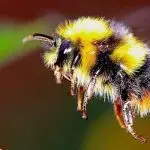 Bumblebee bite – how to behave and what should a person do with a bumblebee bite?