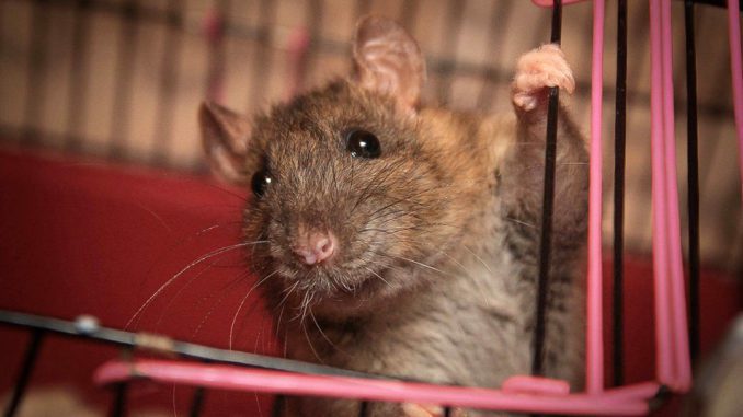 Cage for rats: rules for choosing and arranging (photo)